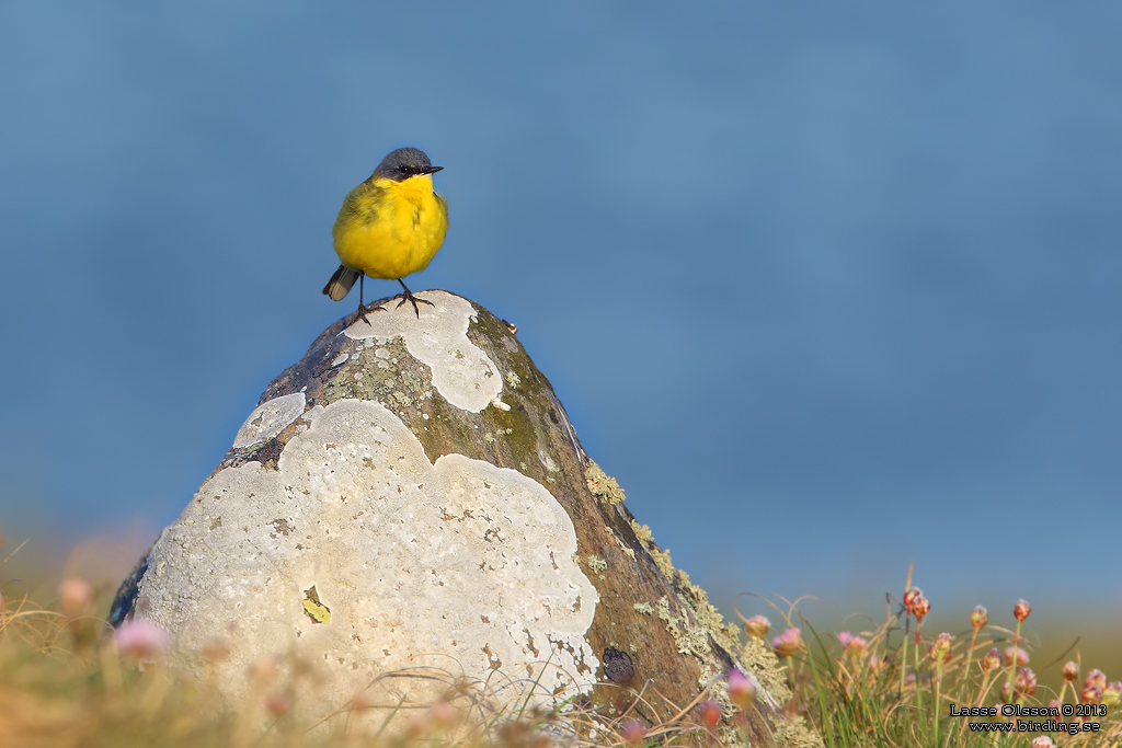 GULRLA / WESTERN YELLOW WAGTAIL (Motacilla flava) - Stng / Close