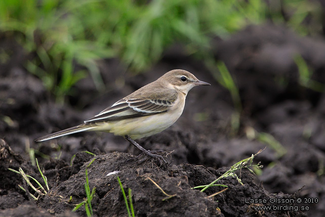 GULRLA / YELLOW WAGTAIL (Motacilla flava) - stor bild / full size