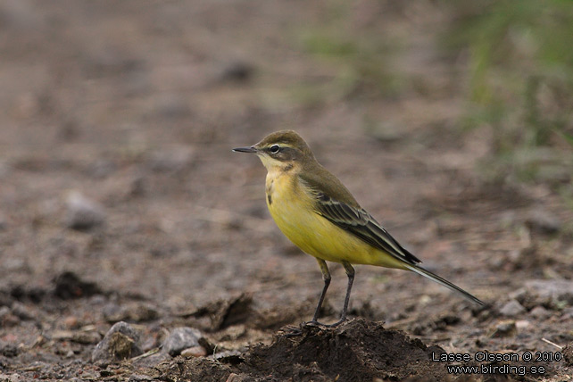 GULRLA / YELLOW WAGTAIL (Motacilla flava) - stor bild / full size