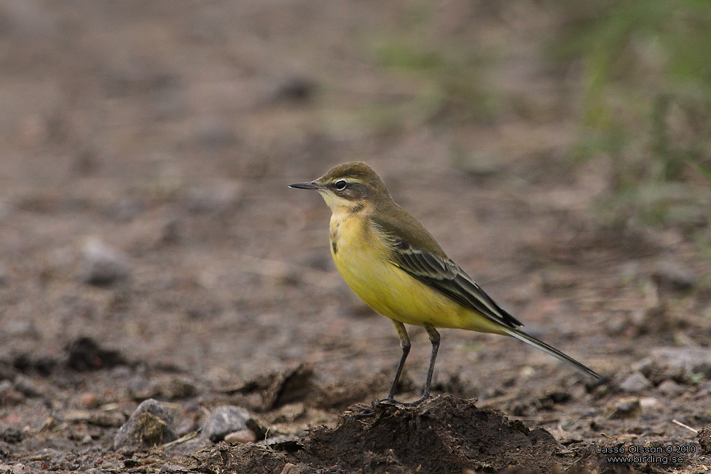 GULRLA / WESTERN YELLOW WAGTAIL (Motacilla flava) - Stng / Close