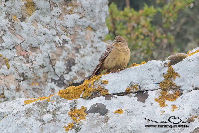 GULGR SPARV / CINEREOUS BUNTING (Emberiza cineracea) - stor bild/full size