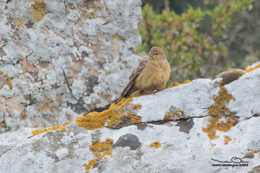 GULGR SPARV / CINEREOUS BUNTING (Emberiza cineracea) - Stäng / Close