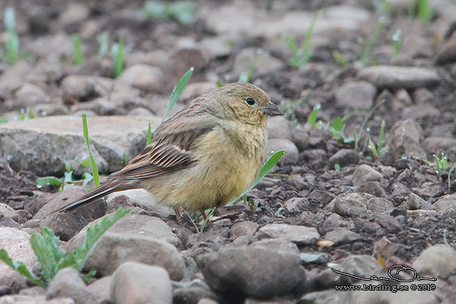 GULGRÅ SPARV / CINEREOUS BUNTING (Emberiza cineracea) - stor bild/full size