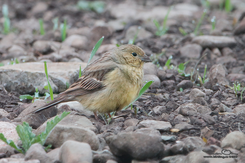 GULGR SPARV / CINEREOUS BUNTING (Emberiza cineracea) - Stäng / Close