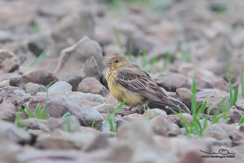 GULGR SPARV / CINEREOUS BUNTING (Emberiza cineracea) - Stäng / Close