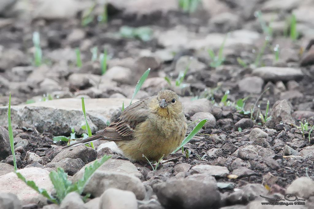 GULGR SPARV / CINEREOUS BUNTING (Emberiza cineracea) - Stäng / Close