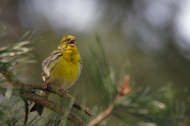 GULHMPLING / EUROPEAN SERIN (Serinus serinus) - stor bild / full size