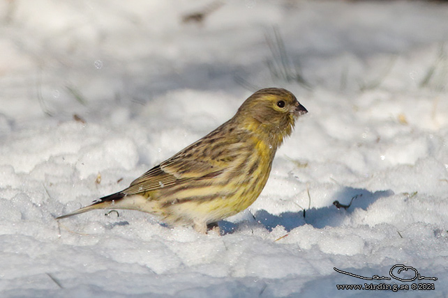 GULHÄMPLING / EUROPEAN SERIN (Serinus serinus) - stor bild / full size