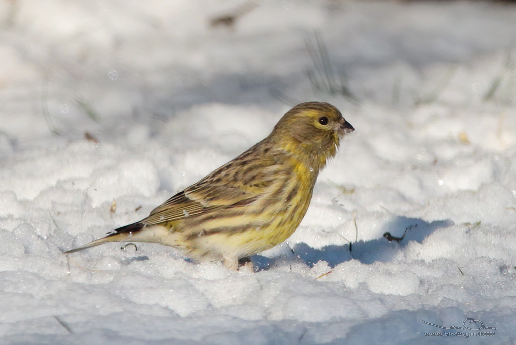 GULHMPLING / EUROPEAN SERIN (Serinus serinus) - Stng / Close