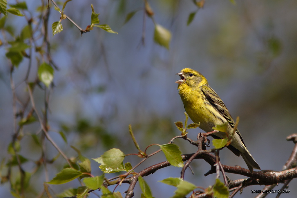 GULHMPLING / EUROPEAN SERIN (Serinus serinus) - Stng / Close