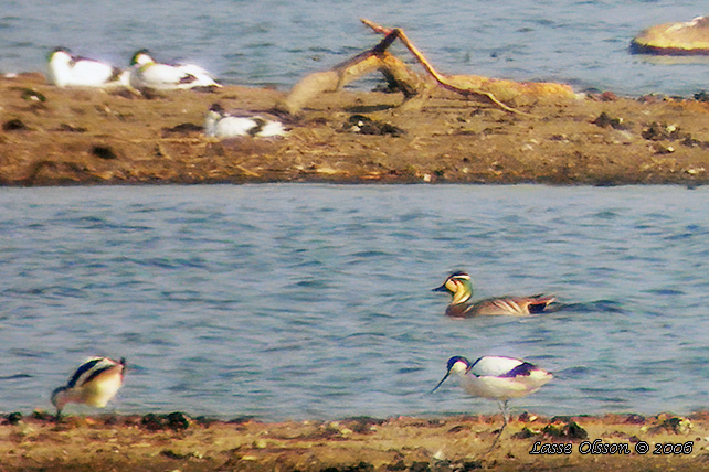 GULKINDAD KRICKA / BAIKAL TEAL (Sibirionetta formosa)