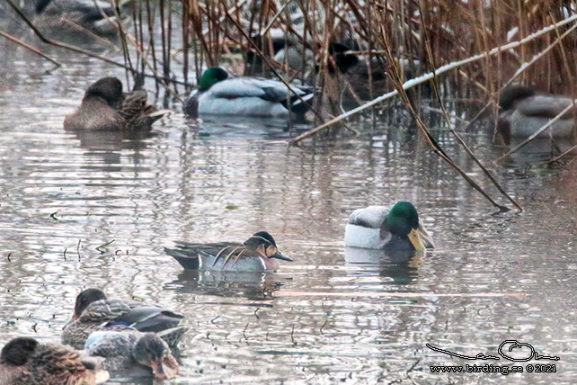 GULKINDAD KRICKA / BAIKAL TEAL (Sibirionetta formosa)