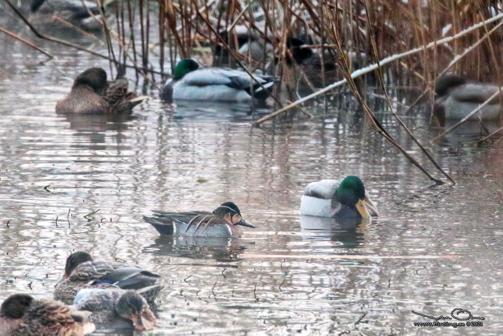 GULKINDAD KRICKA / BAIKAL TEAL (Sibirionetta formosa) - Stng / Close