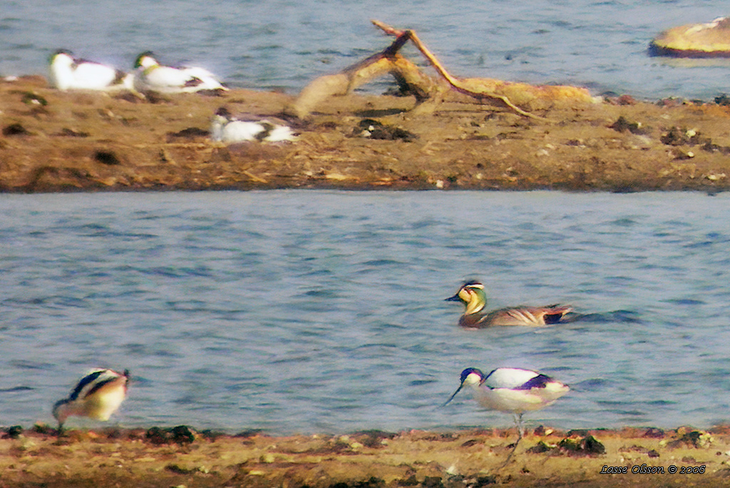 GULKINDAD KRICKA / BAIKAL TEAL (Sibirionetta formosa) - Stng / Close