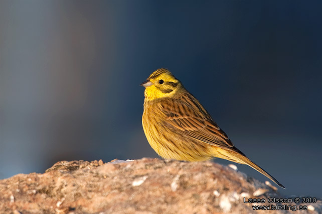 GULSPARV / YELLOWHAMMER (Emberiza citrinella) - stor bild / full size