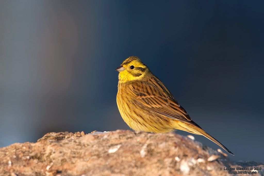 GULSPARV / YELLOWHAMMER (Emberiza citrinella) - Stng / Close