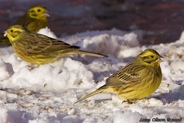 GULSPARV / YELLOWHAMMER (Emberiza citrinella)