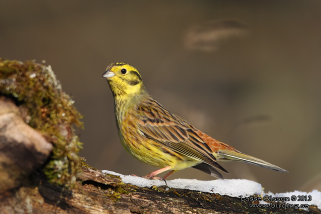 GULSPARV / YELLOWHAMMER (Emberiza citrinella) - stor bild / full size