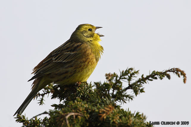 GULSPARV / YELLOWHAMMER (Emberiza citrinella) - stor bild / full size