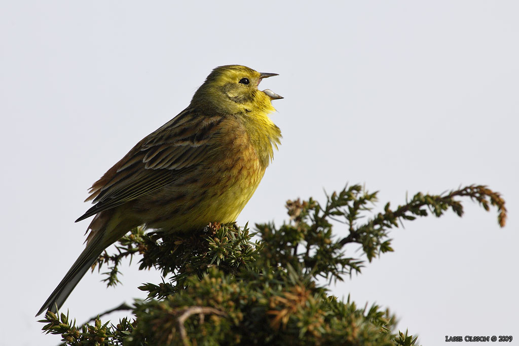 GULSPARV / YELLOWHAMMER (Emberiza citrinella) - Stng / Close