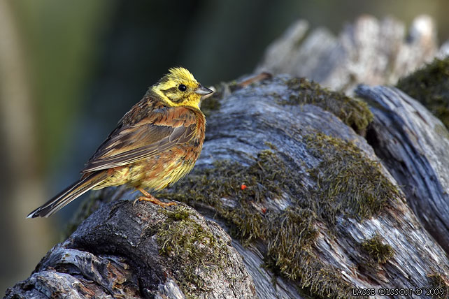 GULSPARV / YELLOWHAMMER (Emberiza citrinella) - stor bild / full size