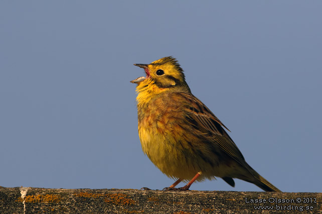 GULSPARV / YELLOWHAMMER (Emberiza citrinella) - stor bild / full size