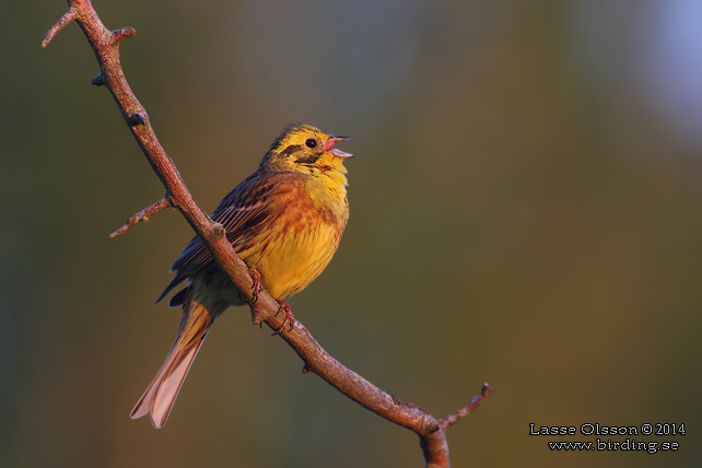 GULSPARV / YELLOWHAMMER (Emberiza citrinella) - stor bild / full size