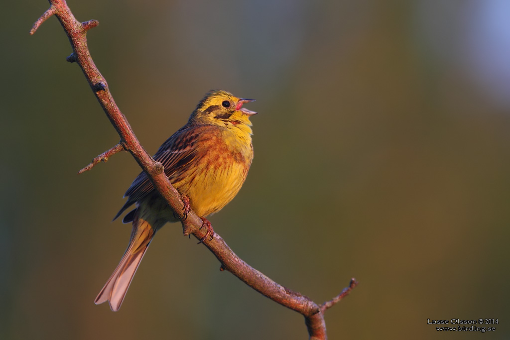 GULSPARV / YELLOWHAMMER (Emberiza citrinella) - Stng / Close