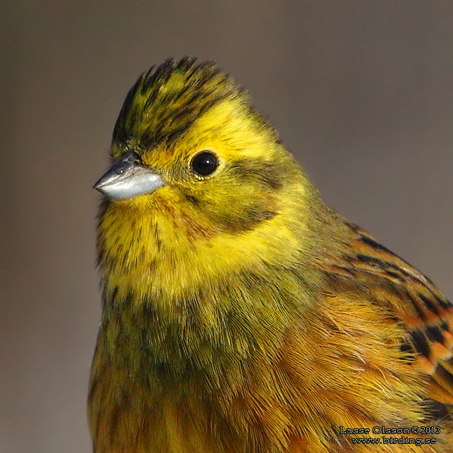 GULSPARV / YELLOWHAMMER (Emberiza citrinella) - stor bild / full size