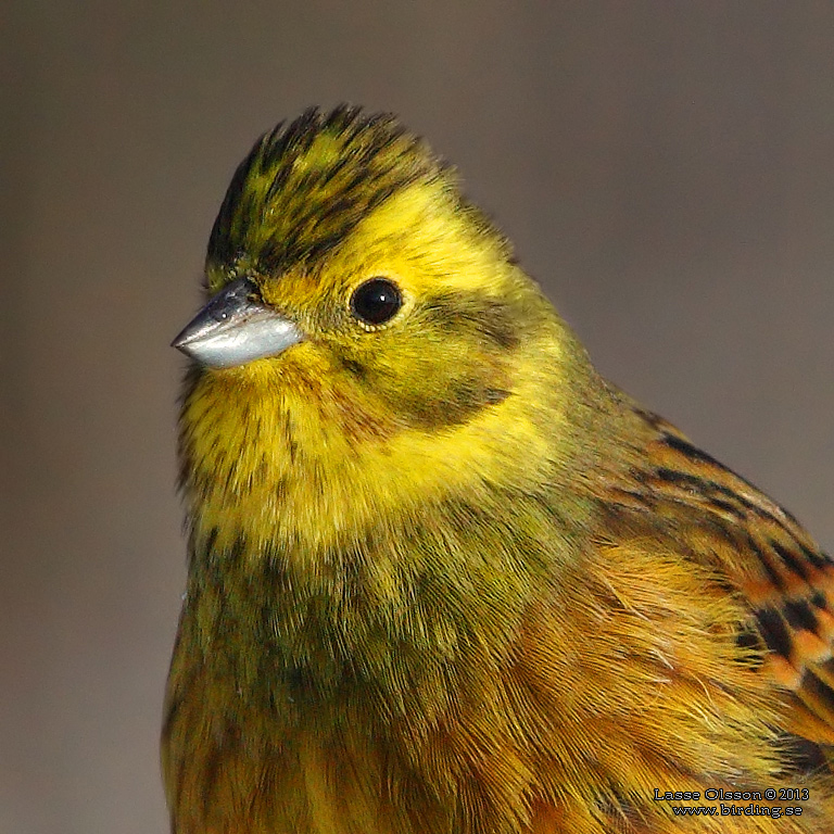 GULSPARV / YELLOWHAMMER (Emberiza citrinella) - Stng / Close