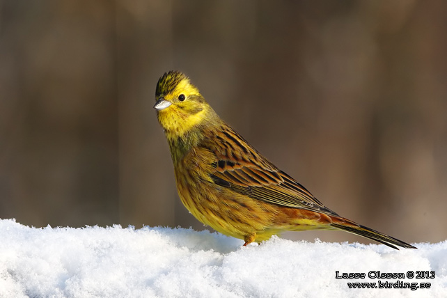 GULSPARV / YELLOWHAMMER (Emberiza citrinella) - stor bild / full size