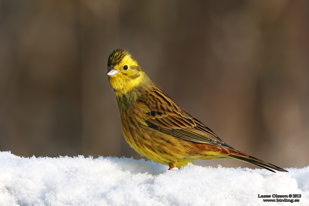 GULSPARV / YELLOWHAMMER (Emberiza citrinella) - Stng / Close