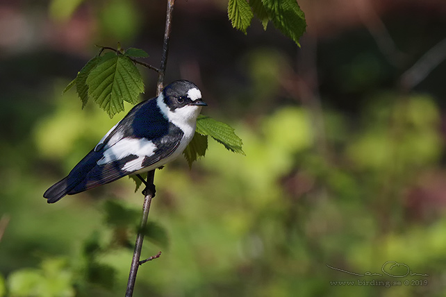 HALSBANDSFLUGSNAPPARE / COLLARED FLYCATCHER (Ficedula albicollis)