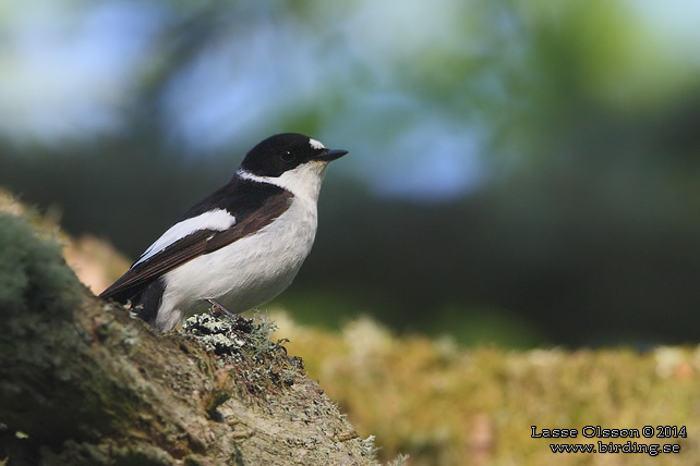 HALSBANDSFLUGSNAPPARE / COLLARED FLYCATCHER (Ficedula albicollis)