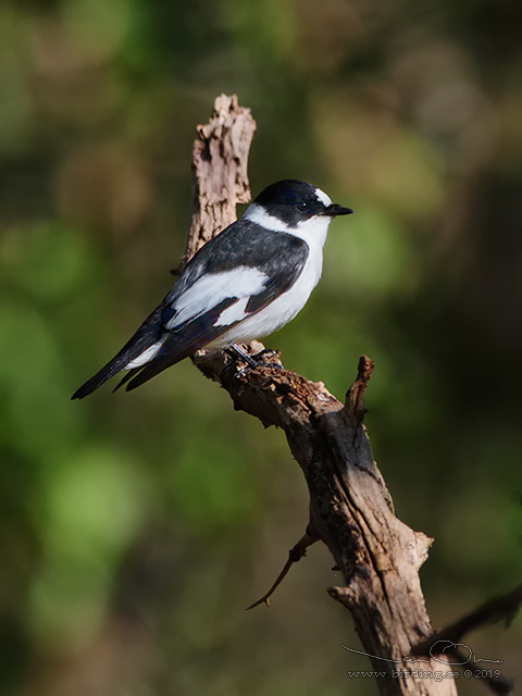 HALSBANDSFLUGSNAPPARE / COLLARED FLYCATCHER (Ficedula albicollis)