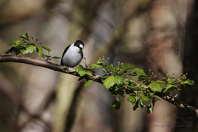 HALSBANDSFLUGSNAPPARE / COLLARED FLYCATCHER (Ficedula albicollis)