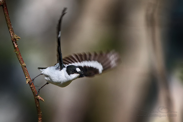 HALSBANDSFLUGSNAPPARE / COLLARED FLYCATCHER (Ficedula albicollis)