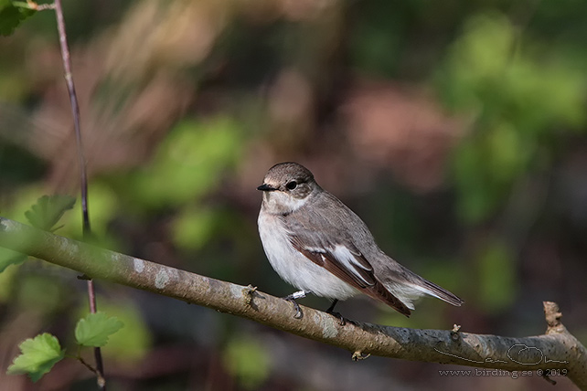 HALSBANDSFLUGSNAPPARE / COLLARED FLYCATCHER (Ficedula albicollis)