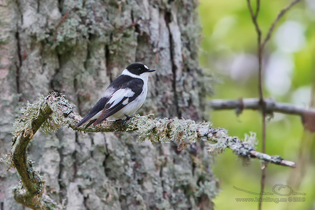 HALSBANDSFLUGSNAPPARE / COLLARED FLYCATCHER (Ficedula albicollis)