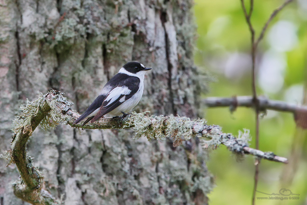 HALSBANDSFLUGSNAPPARE / COLLARED FLYCATCHER (Ficedula albicollis) - Stng / Close