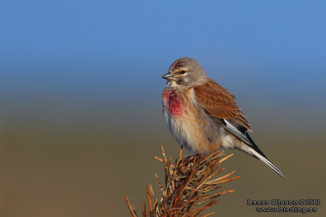 HÄMPLING / COMMON LINNET (Linaria cannabina) - stor bild / full size