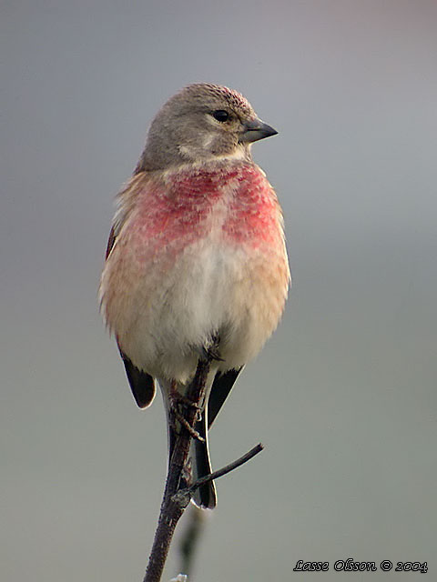 HMPLING / COMMON LINNET (Linaria cannabina)