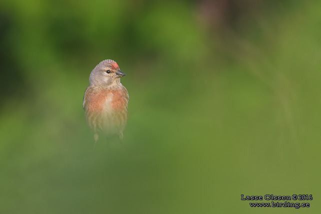 HÄMPLING / COMMON LINNET (Linaria cannabina) - stor bild / full size