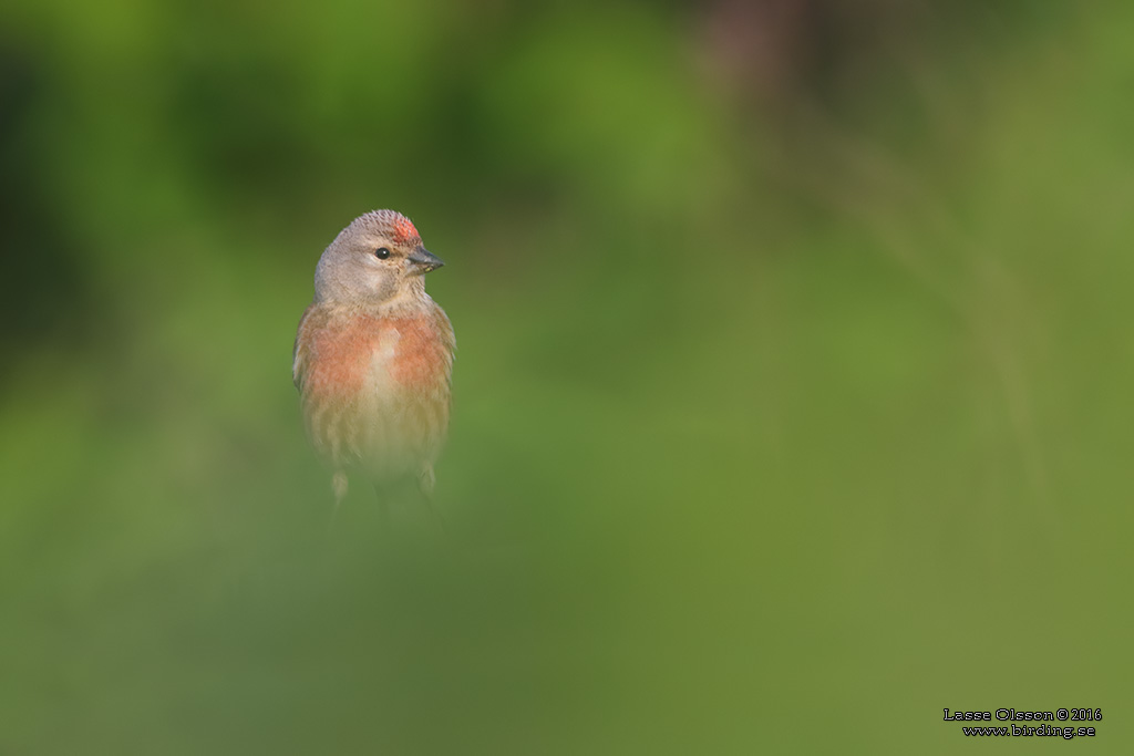 HMPLING / COMMON LINNET (Linaria cannabina) - Stng / Close