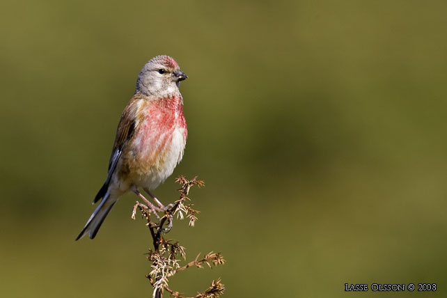 HMPLING / COMMON LINNET (Linaria cannabina) - stor bild / full size