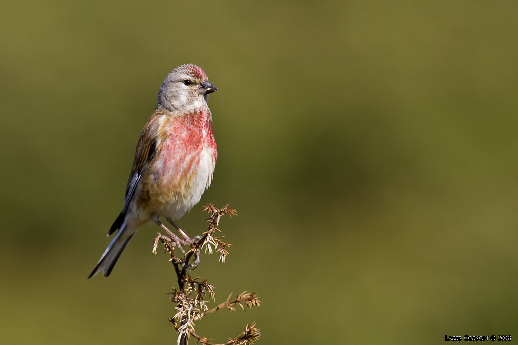 HMPLING / COMMON LINNET (Linaria cannabina) - Stng / Close