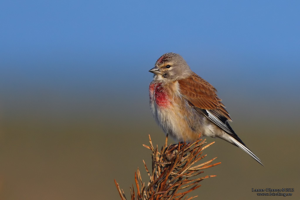 HMPLING / COMMON LINNET (Linaria cannabina) - Stng / Close