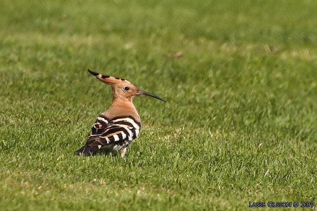 HRFGEL / EURASIAN HOOPOE (Upopa epops) - stor bild / full size