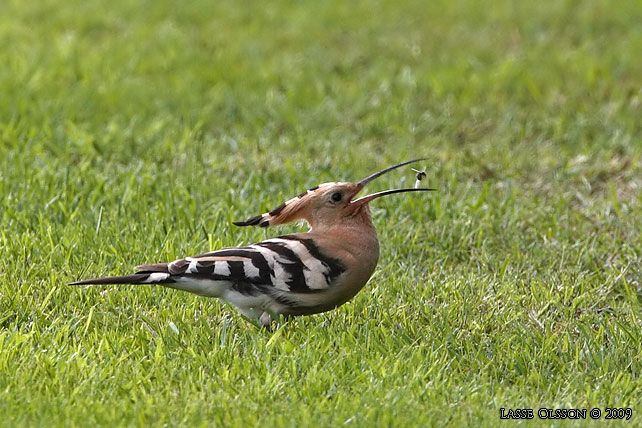 HRFGEL / EURASIAN HOOPOE (Upopa epops) - stor bild / full size