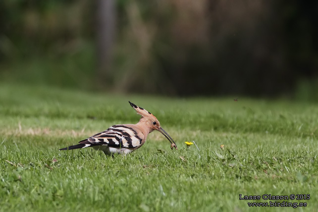 HÄRFÅGEL / EURASIAN HOOPOE (Upopa epops) - stor bild / full size